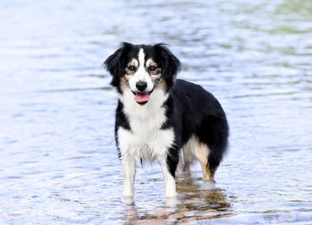 Miniature American Shepherd swimming in a river in summerの写真素材
