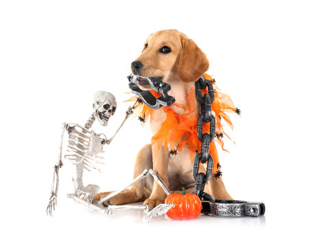 puppy labrador retriever in front of white backgroundの写真素材