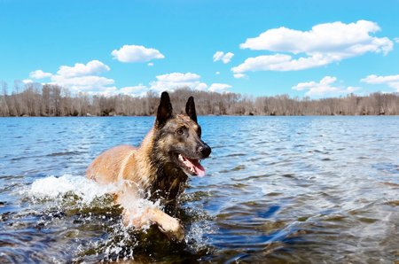 picture of a purebred belgian sheepdog malinois in the riverの写真素材