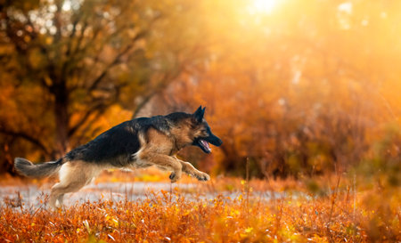 running german shepherd in the sand of the beach
