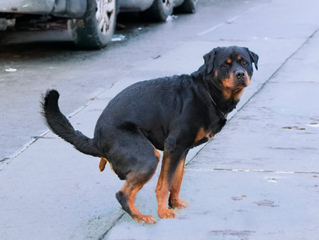 young rottweiler defecate in a town on the roadの写真素材