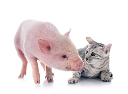 pink miniature pig and kitten in front of white backgroundの写真素材