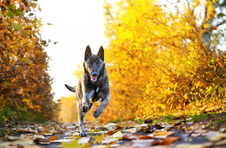 puppy malinois running in the nature in winterの写真素材