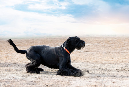 dog training for obedience discipline in a clubの写真素材