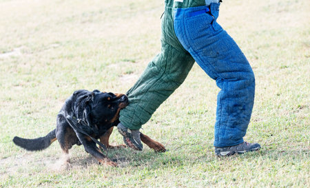 young rottweiler training for protection sport and policeの写真素材