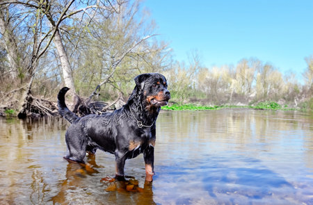 young rottweiler swimming in a river in summerの写真素材
