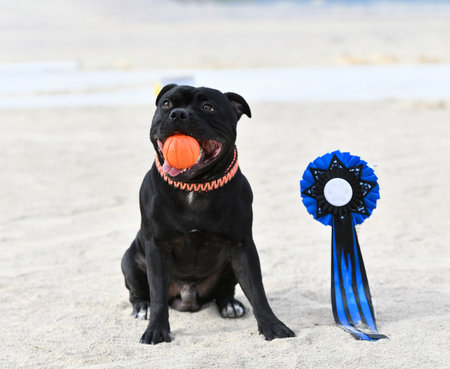 winner of competition for obedience discipline with a staffieの写真素材