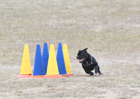 dog training for obedience discipline with a staffieの写真素材