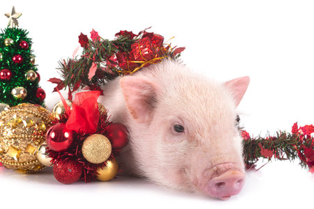 pink miniature pig in front of white backgroundの写真素材