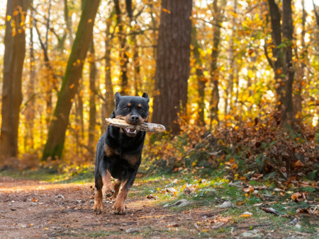 young rottweiler playing in the nature in summerの素材