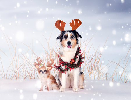 australian shepherd and chihuahua in front of white backgroundの素材