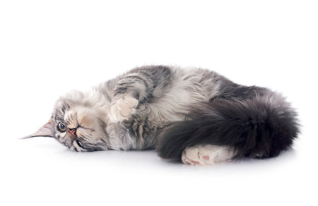 maine coon kitten in front of white backgroundの写真素材