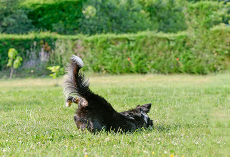 dog training for obedience with a border collie discipline in the natureの写真素材