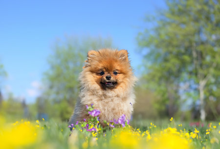 puppy pomeranian spitz sitting in the natureの素材