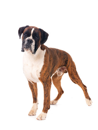 male boxer in front of white backgroundの写真素材