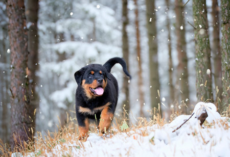 puppy rottweiler running in the nature in summerの素材