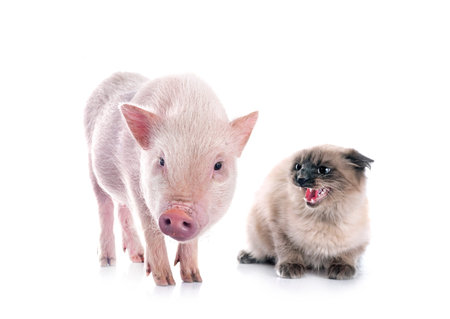 pink miniature pig and siamese cat in front of white background