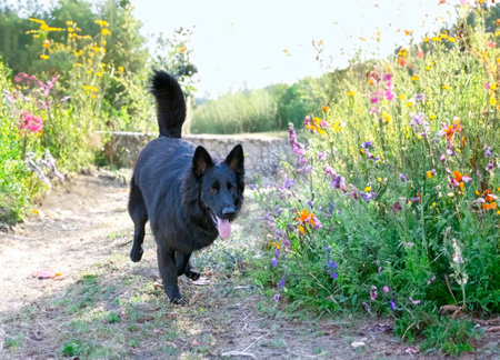 black german shepherd running in the natureの素材