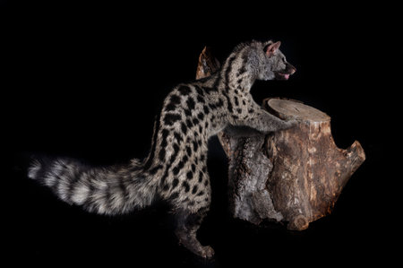 Common genet in front of black backgroundの写真素材