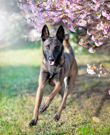 young belgian shepherd walking in the natureの素材