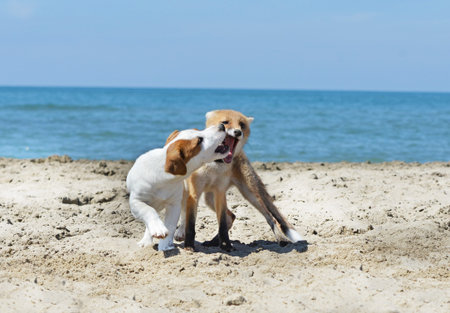 young fox and jack russel terrier playing on the beach
