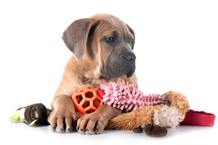 puppy italian mastiff in front of white backgroundの写真素材