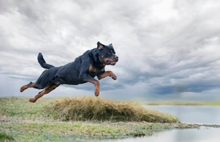 male adult rottweiler dishwashing in the riverの素材