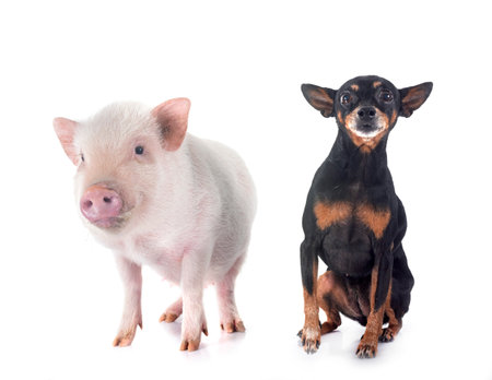miniature pinscher and pig in front of white backgroundの写真素材