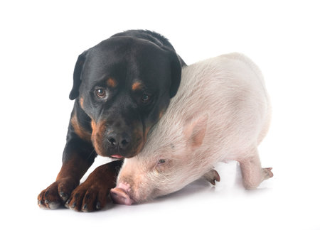 purebred rottweiler in front of white backgroundの写真素材