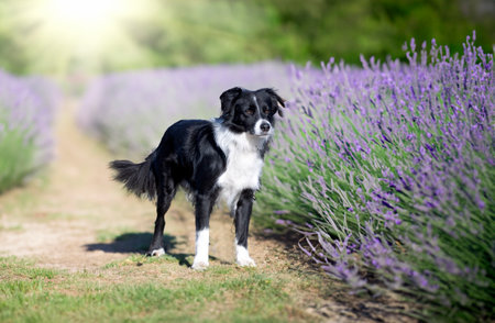 dog training for obedience discipline with a border collieの素材