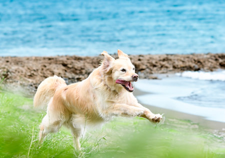 dog training for obedience discipline with a golden retrieverの素材