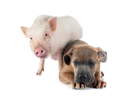 puppy italian mastiff and pig in front of white backgroundの写真素材