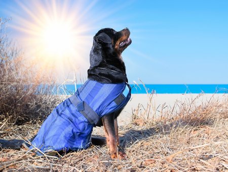 rottweiler with summer coat in the natureの素材