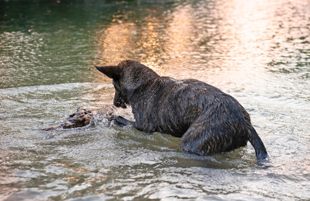 Dutch Shepherd playing with wood in the river