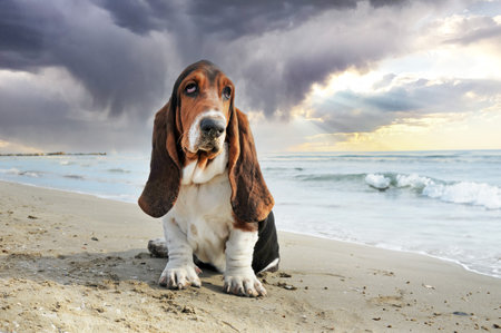 Basset hound staying on the beach in summerの写真素材