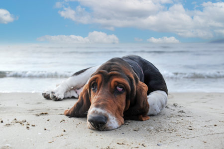 Basset hound staying on the beach in summerの写真素材