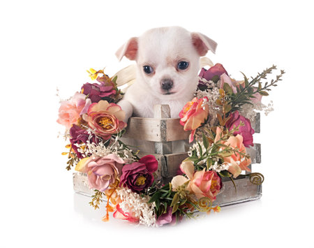 little chihuahua in front of white backgroundの写真素材