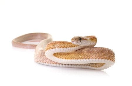 corn snake in front of white background