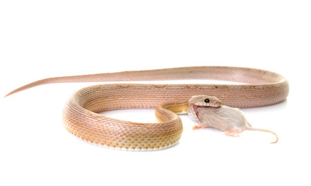 corn snake eating mouse in front of white backgroundの写真素材