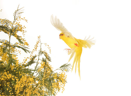 Red-fronted Kakariki parakeet in front of white background