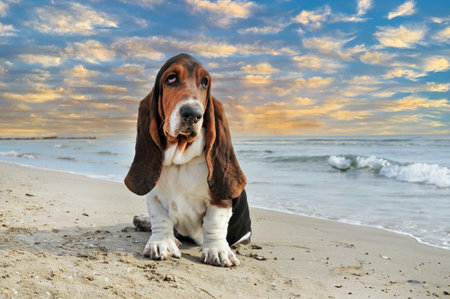 Basset hound staying on the beach in summer