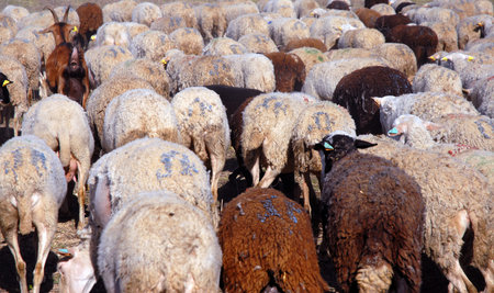 picture of a herd of sheeps in nature