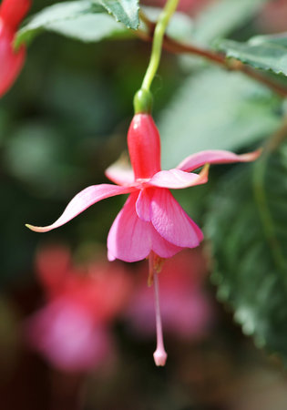 picture of a pink flower Fuchsia in garden center