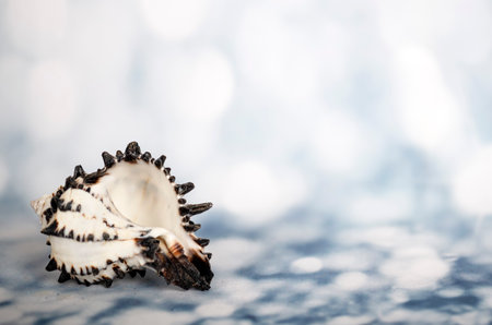 beautiful sheepfish in front of blue backgroundの写真素材