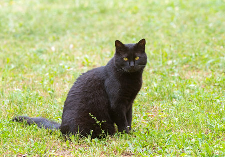 black cat staying sit in a gardenの写真素材