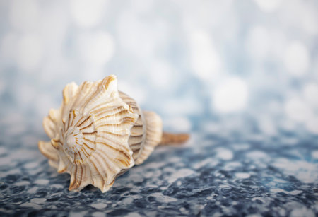 beautiful sheepfish in front of blue background