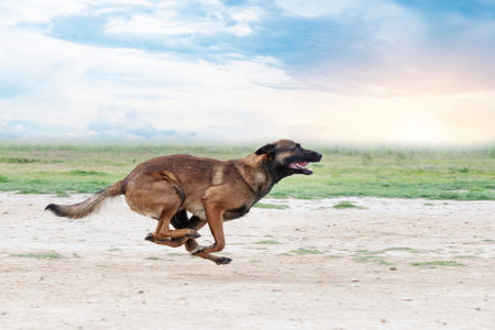 young belgian shepherd training in the nature for securityの写真素材