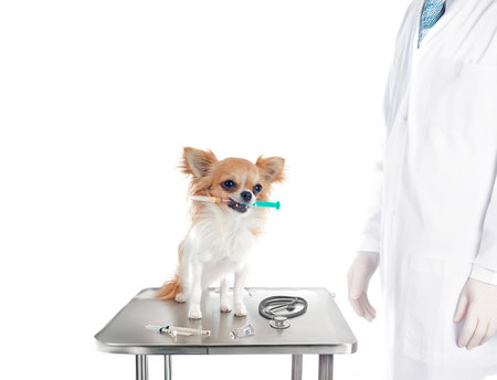 chihuahua and syringe in front of white backgroundの写真素材