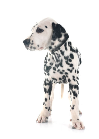 puppy dalmatian in front of white backgroundの写真素材