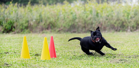 staffordshire bull terrier training for obedience discipline